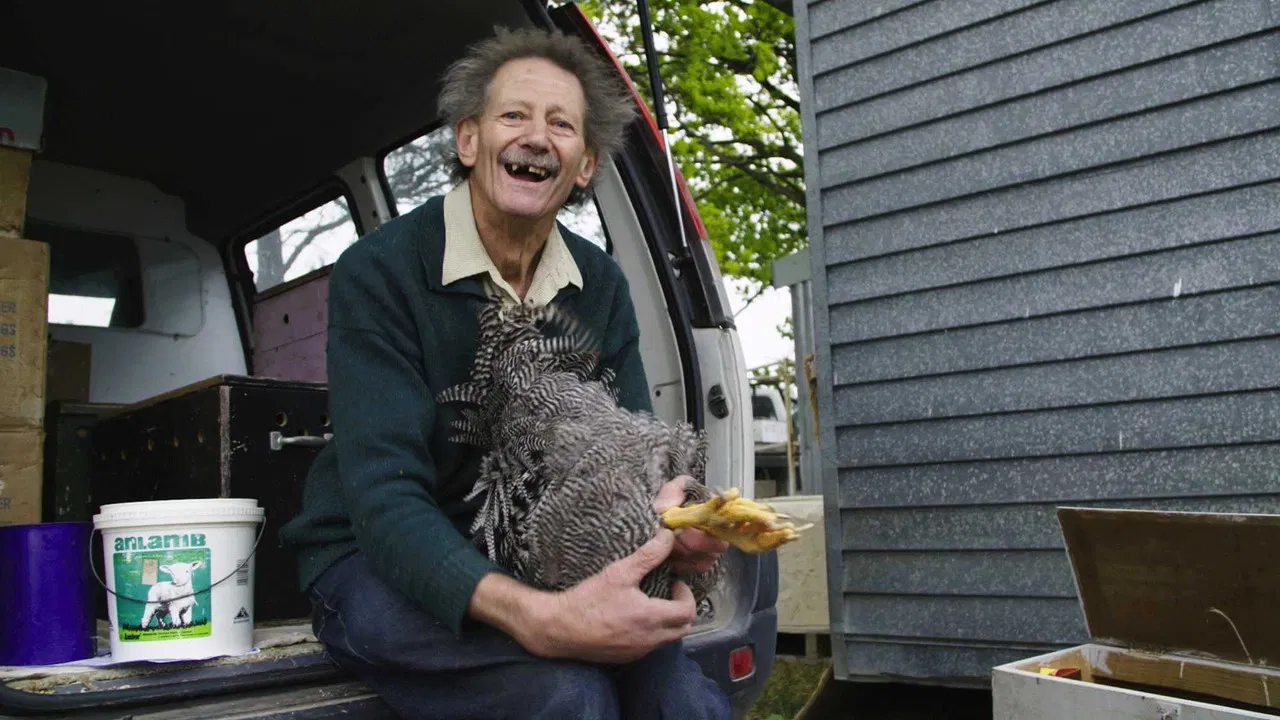 Pecking Order backdrop