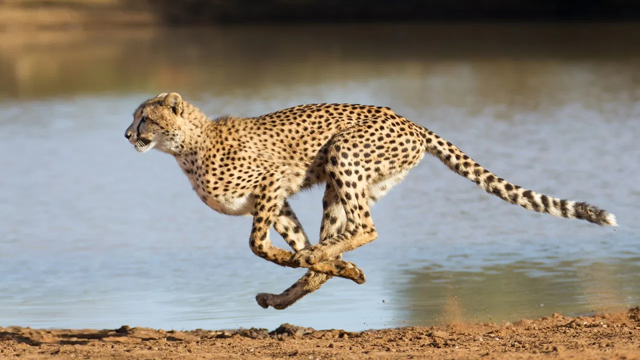 Le souffle du guépard backdrop