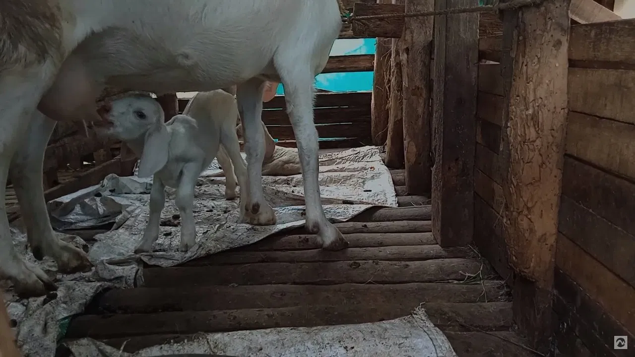 Animal Farm backdrop