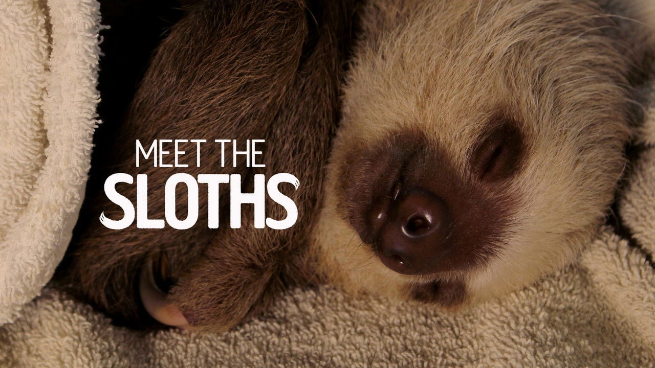 Meet the Sloths backdrop