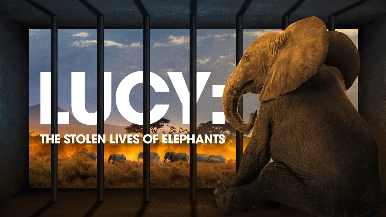 Lucy: The Stolen Lives of Elephants backdrop