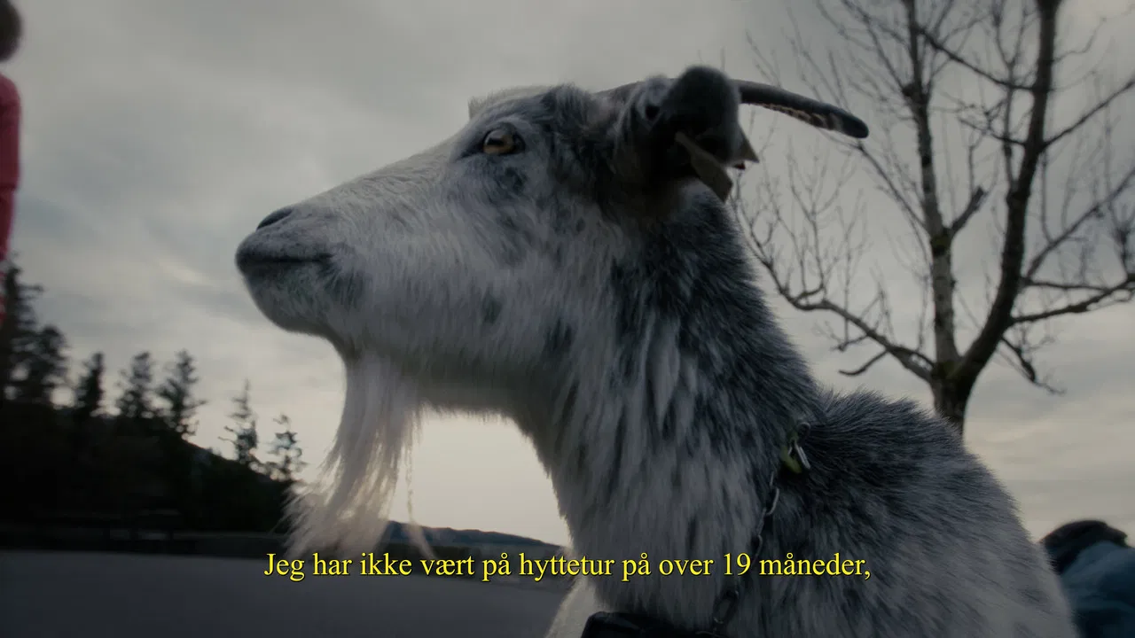 Geit prøver å si deg noe backdrop