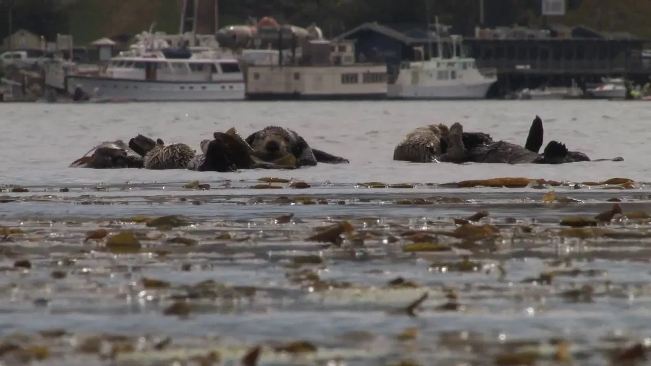 No Otter Zone backdrop