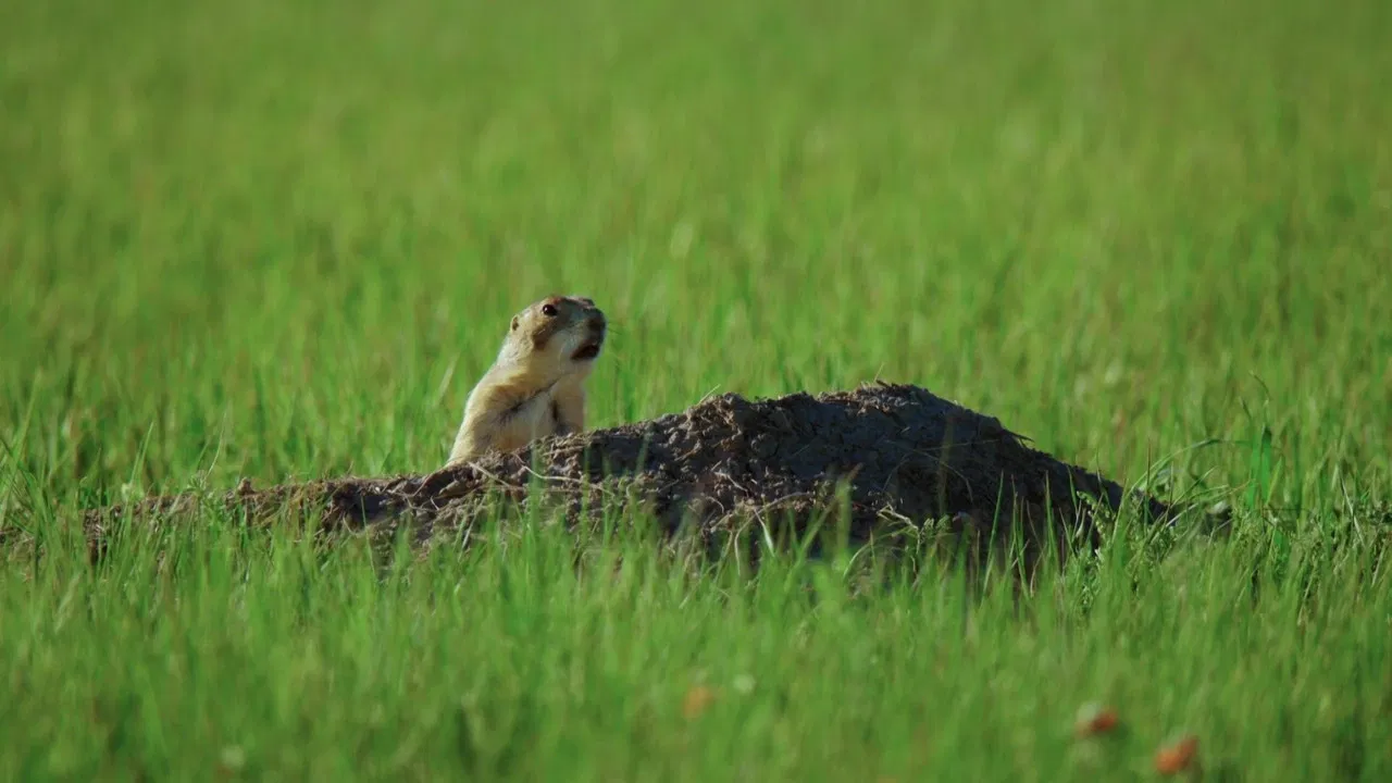 A Prairie Dog's Life backdrop