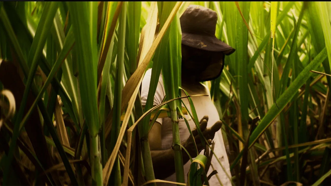 El Silbido del Cañaduzal backdrop