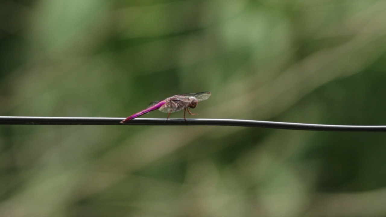 Uma libélula vermelha backdrop