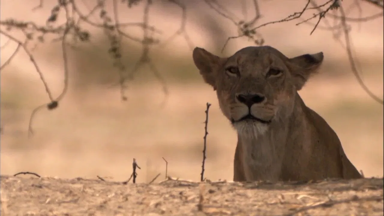 Lion Battle Zone backdrop
