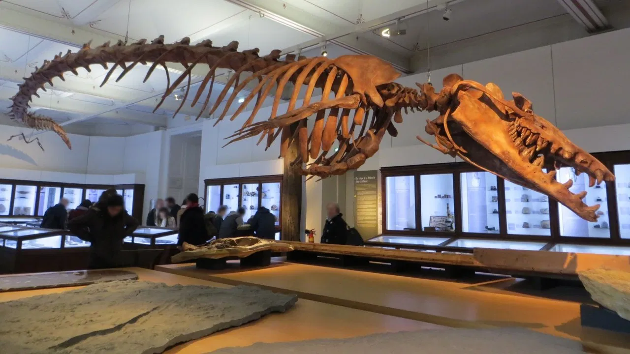 Basilosaurus, la baleine carnivore backdrop