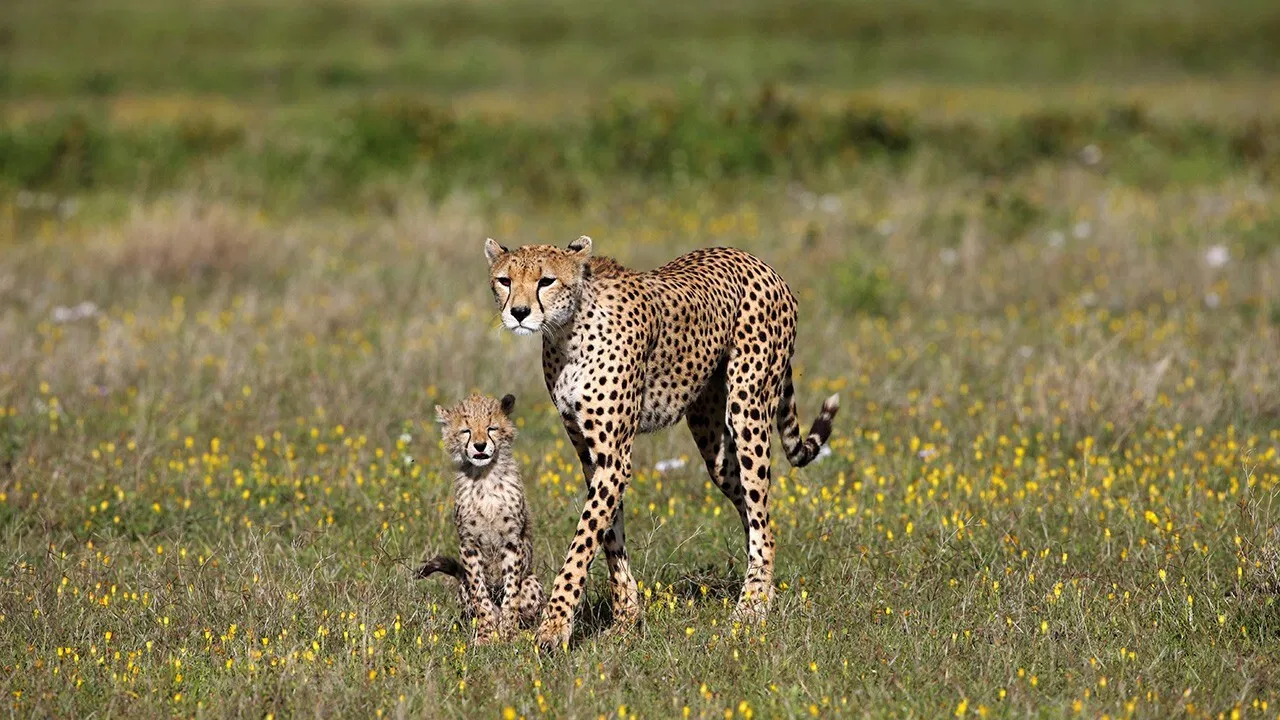 Regime of the Queen backdrop