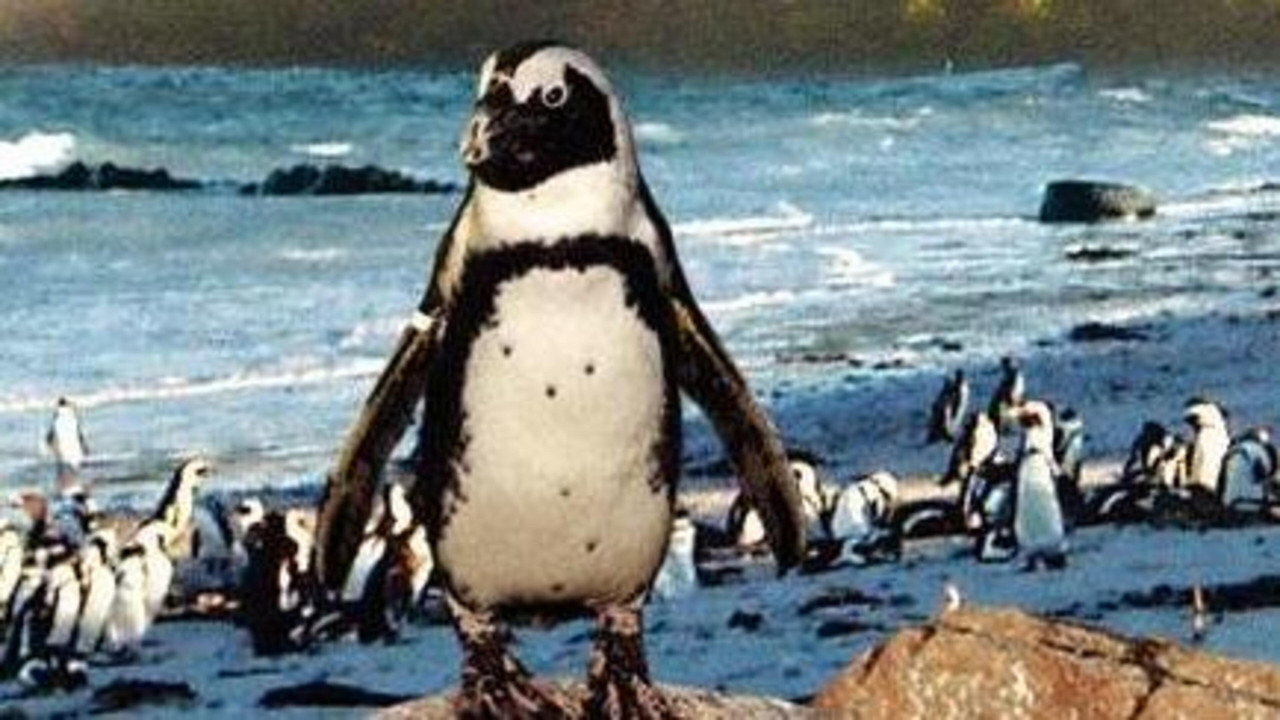 On the Wings of Penguins backdrop