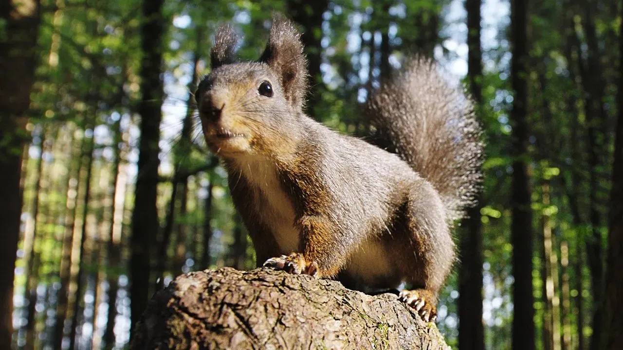 Going Nuts: Tales from the Squirrel World backdrop