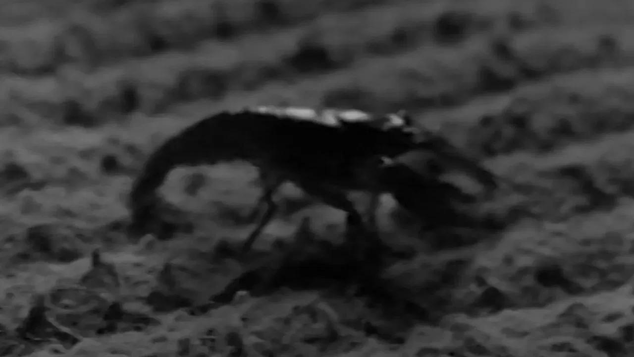 The Cornshukker backdrop