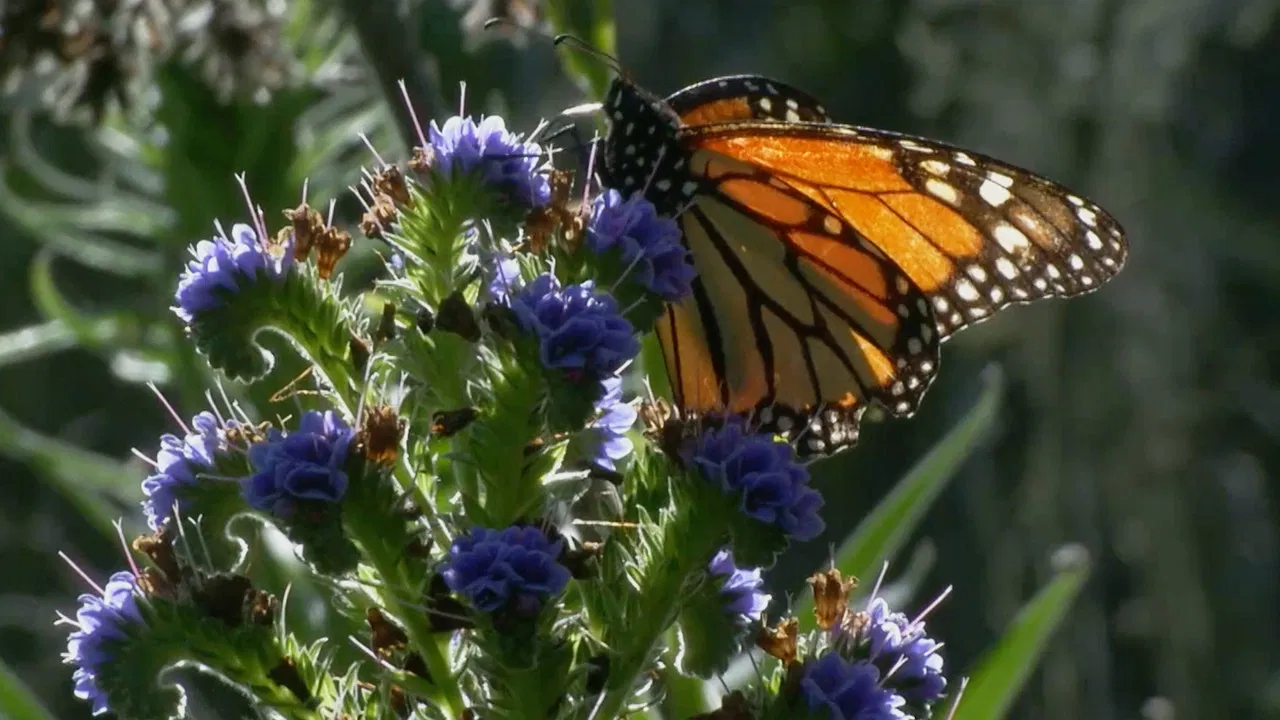 Butterfly Town, USA backdrop