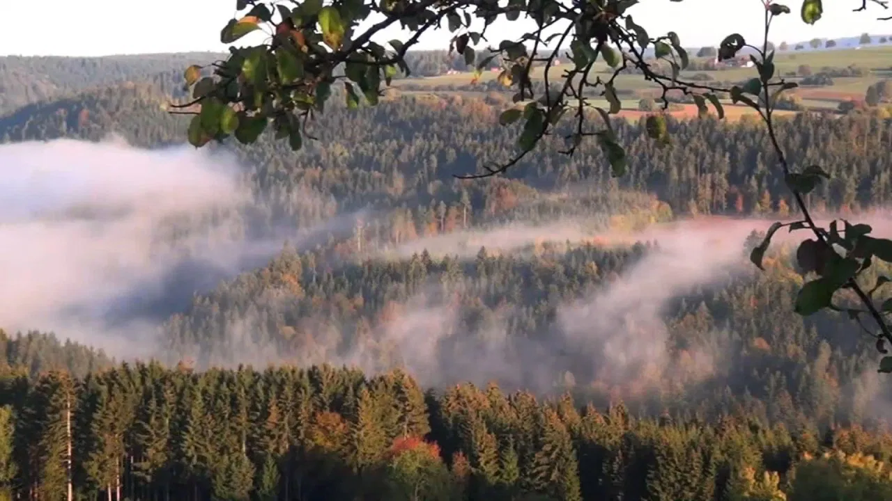 The Black Forest - Mystischer Schwarzwald backdrop