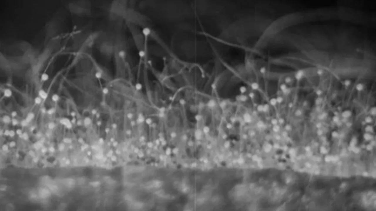 The Plants of the Pantry backdrop