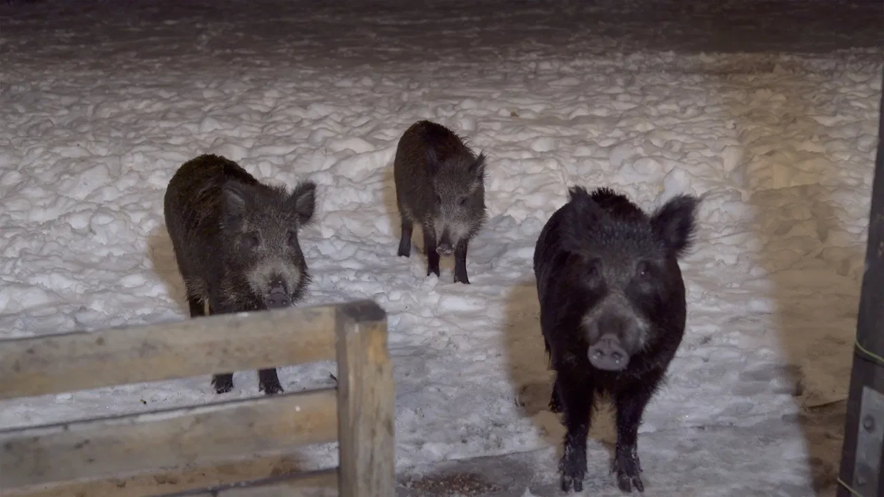 Den sista anhalten backdrop