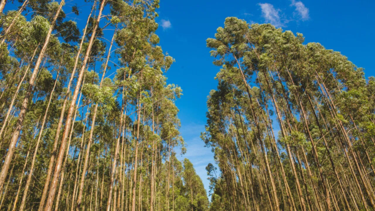 Novas Raízes – Escolhas do Futuro backdrop