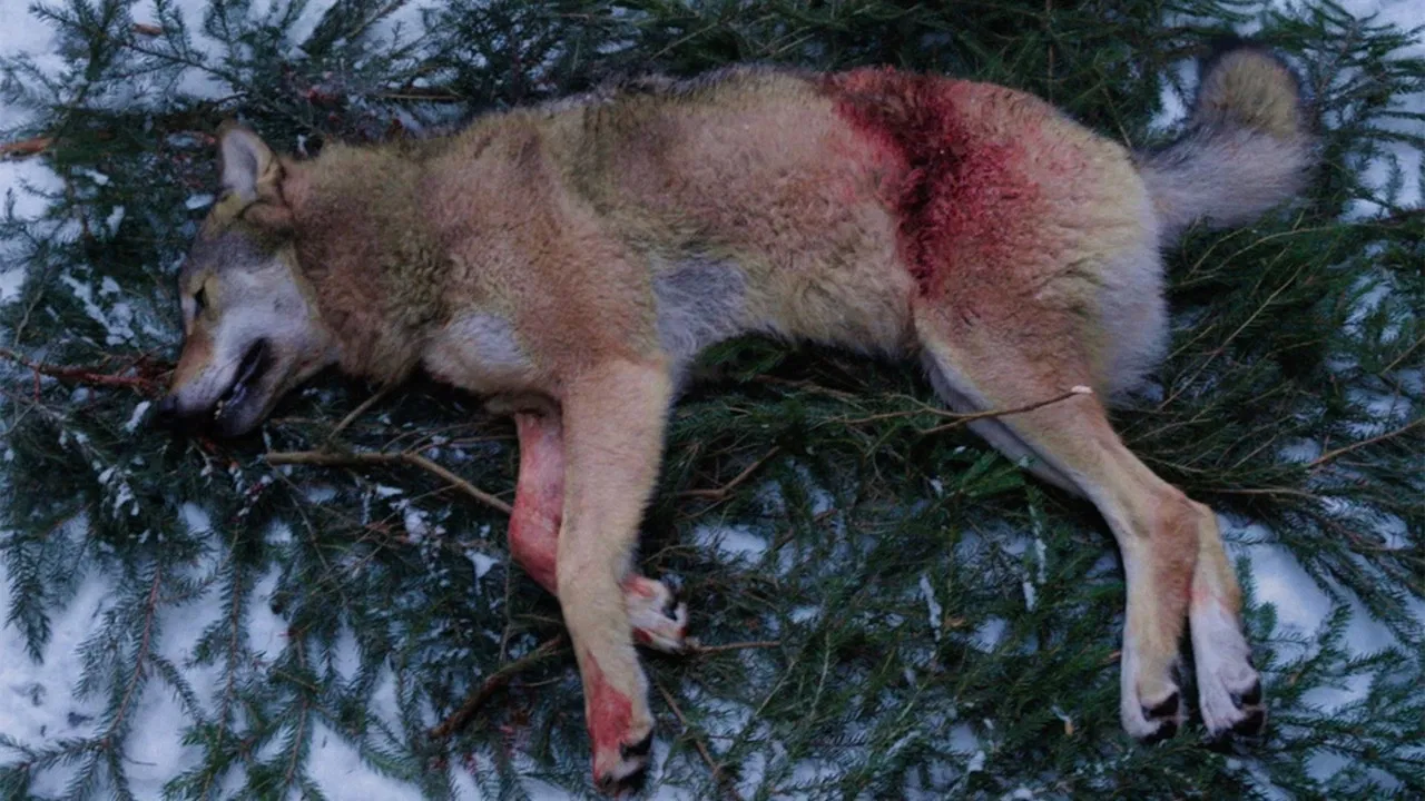 Leif GW och vargen backdrop