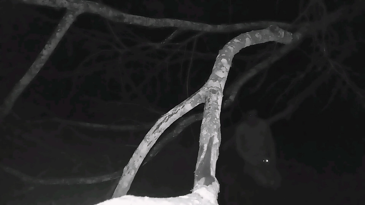 O Olho de Nietzsche backdrop