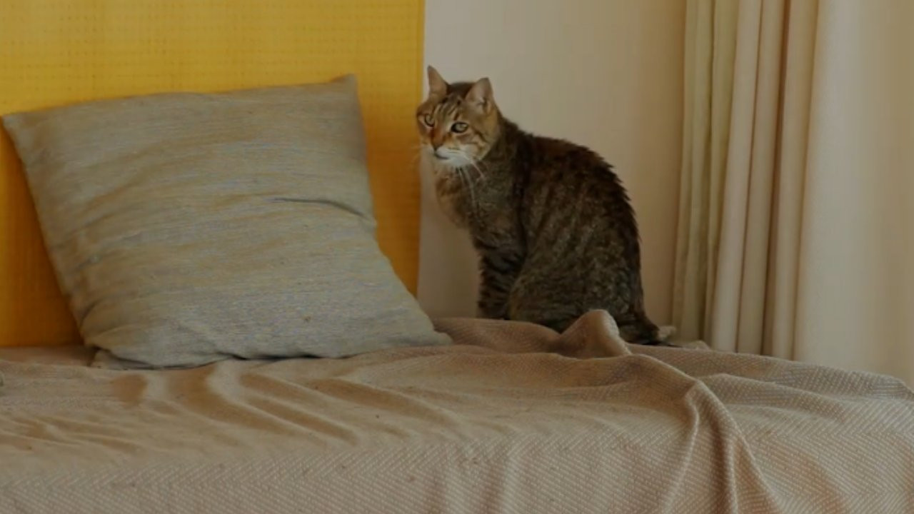 Où en êtes-vous, Jean-Marie Straub ? backdrop