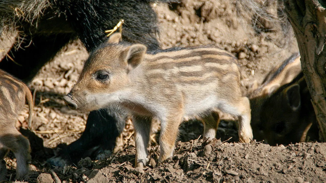 Universum: Kitz & Co - Die Kunst des Verschwindens backdrop