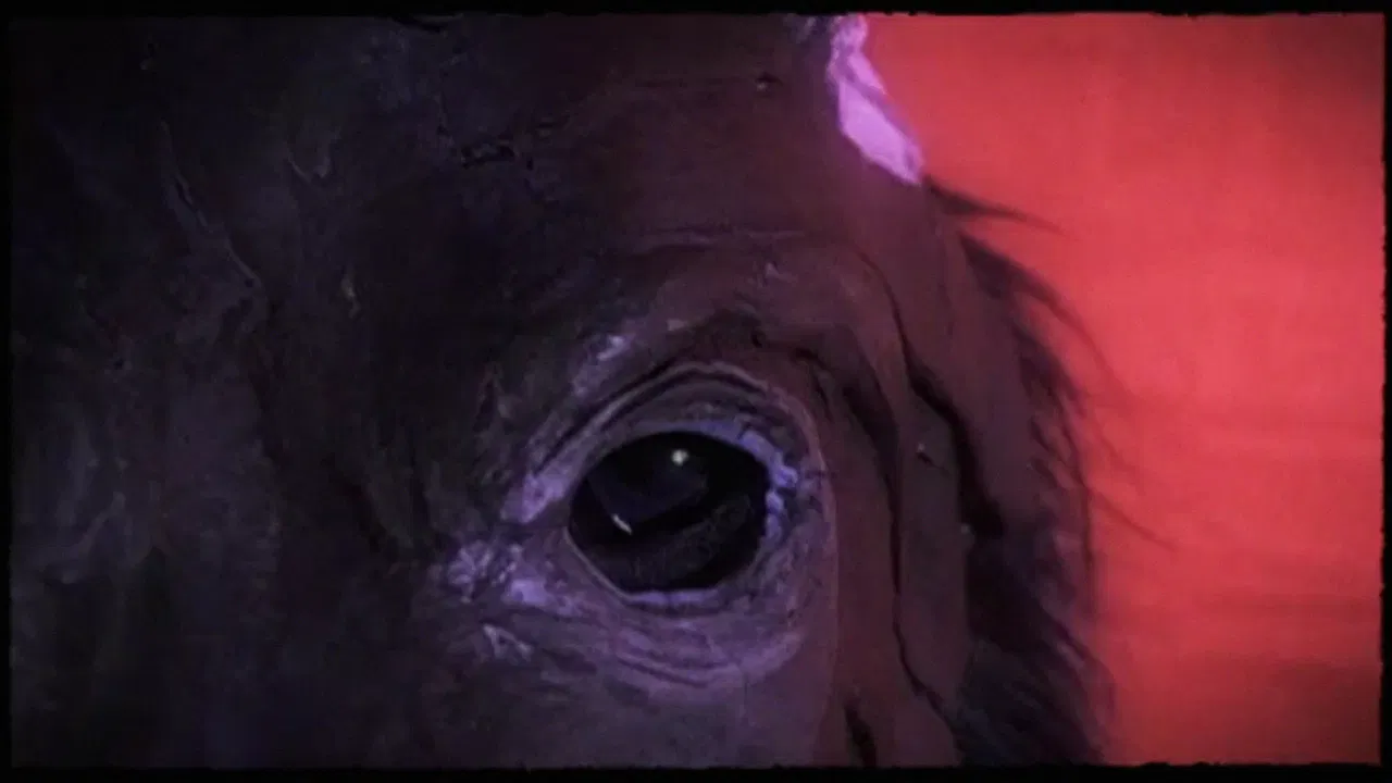 Dog Day - Rome backdrop