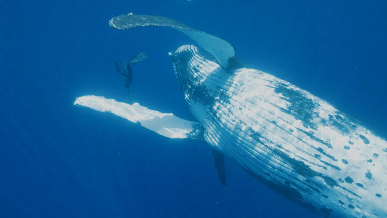 Guillaume Néry, le souffle de l'océan backdrop