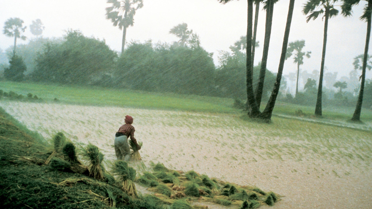 Rice People backdrop