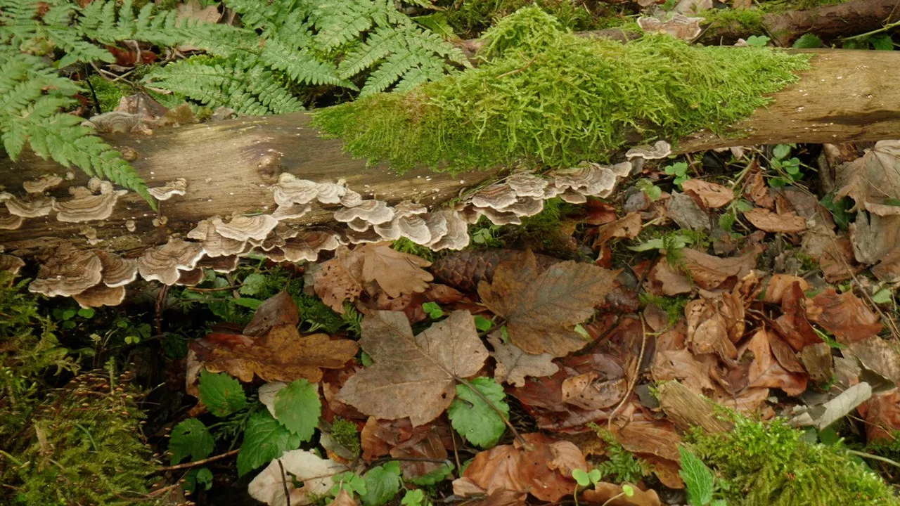 The Leap Beneath backdrop