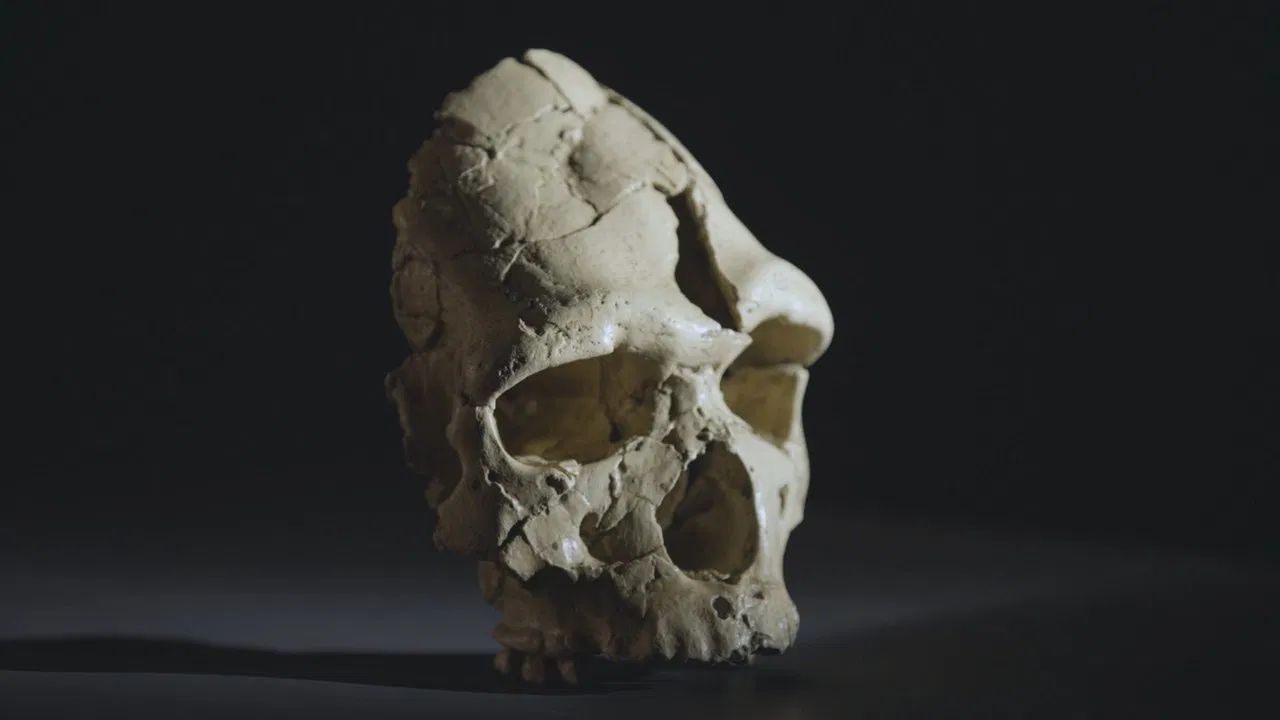 Tautavel : vivre en Europe avant Néandertal backdrop