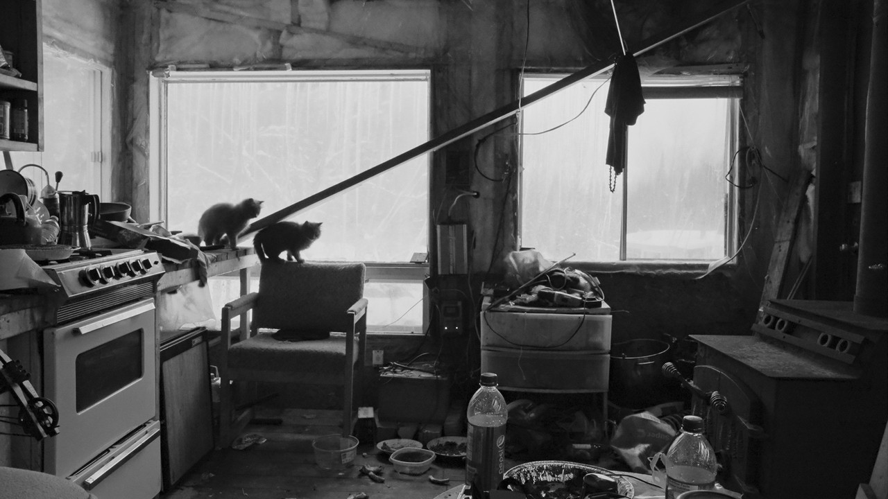 These Wild Cats backdrop