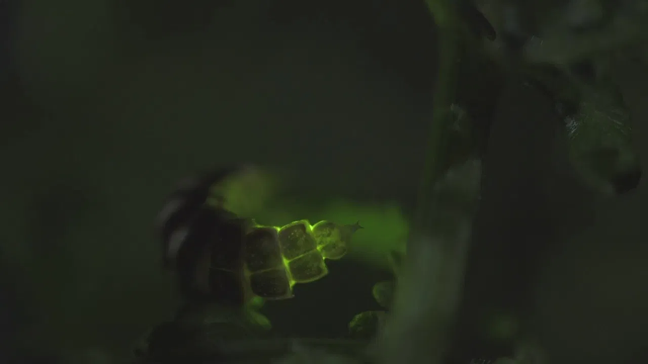 La Nuit des Animaux backdrop