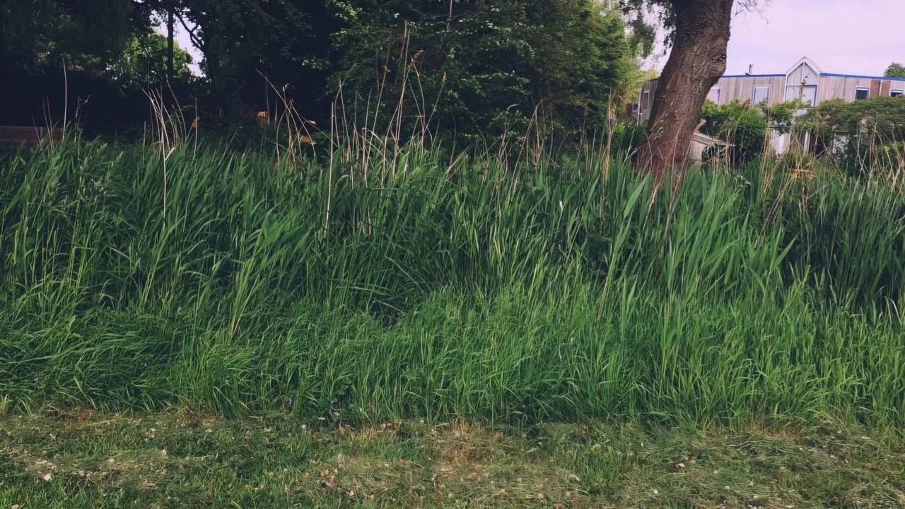 een kleine film over toxic comic nerds backdrop