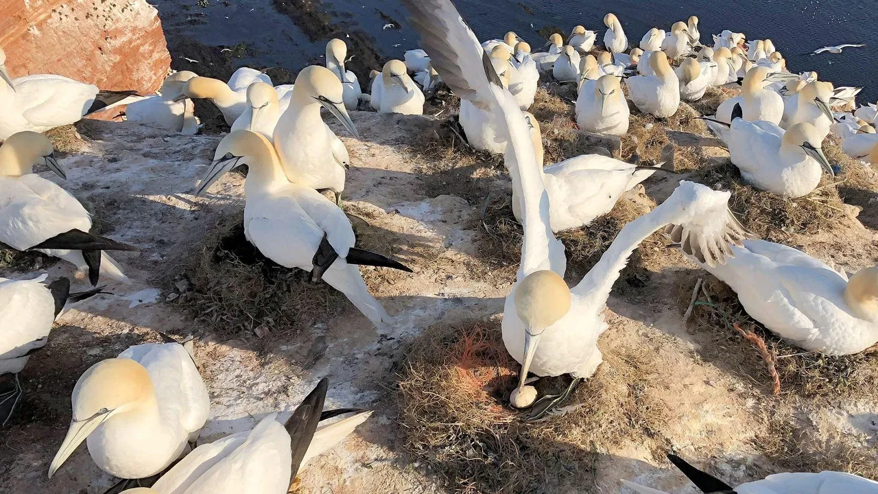 Helgoland - Wilde Welt am roten Felsen backdrop