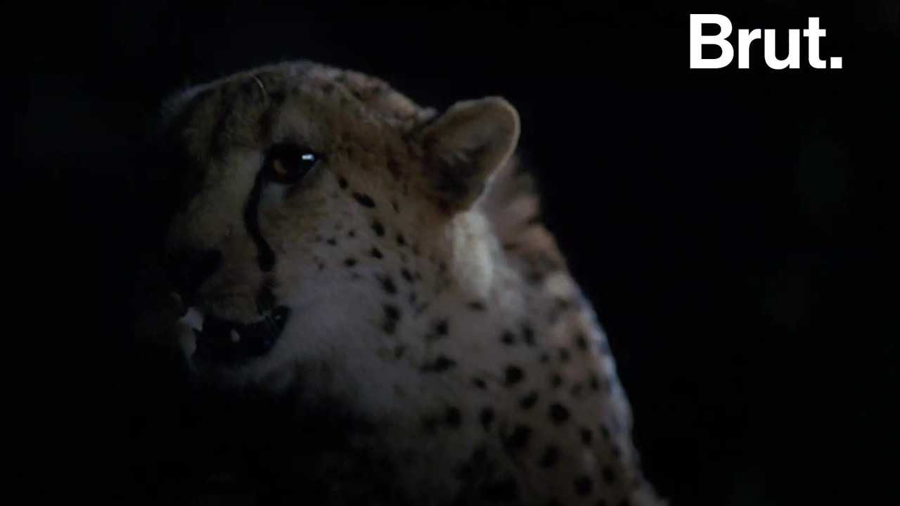 Laurie et le caillou magique backdrop