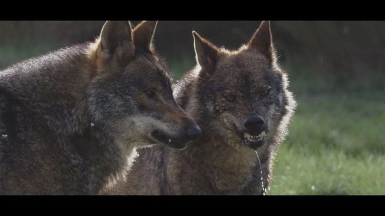 The Wild Heart of Spain backdrop