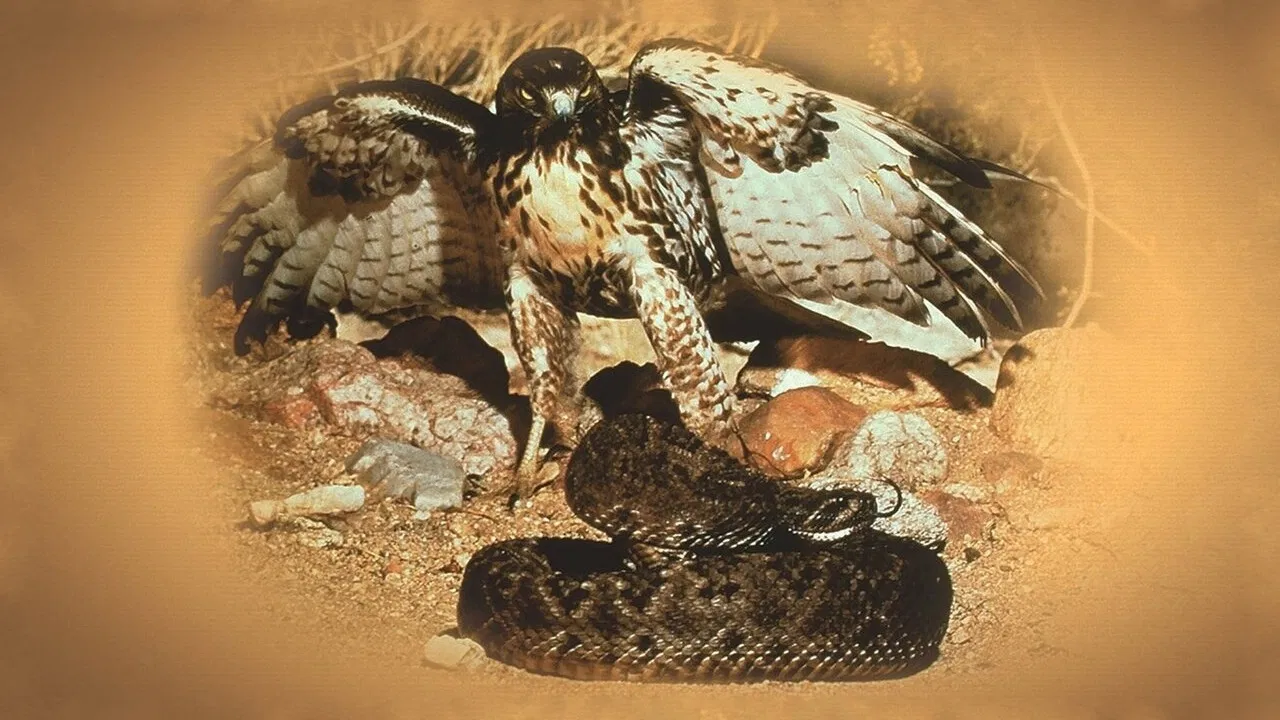 The Best of Walt Disney's True-Life Adventures backdrop