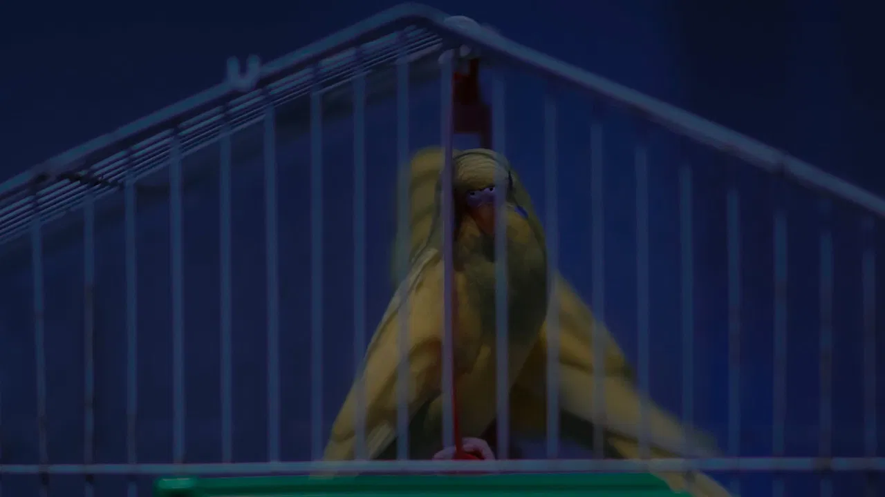 Birds Should Have Been Released backdrop