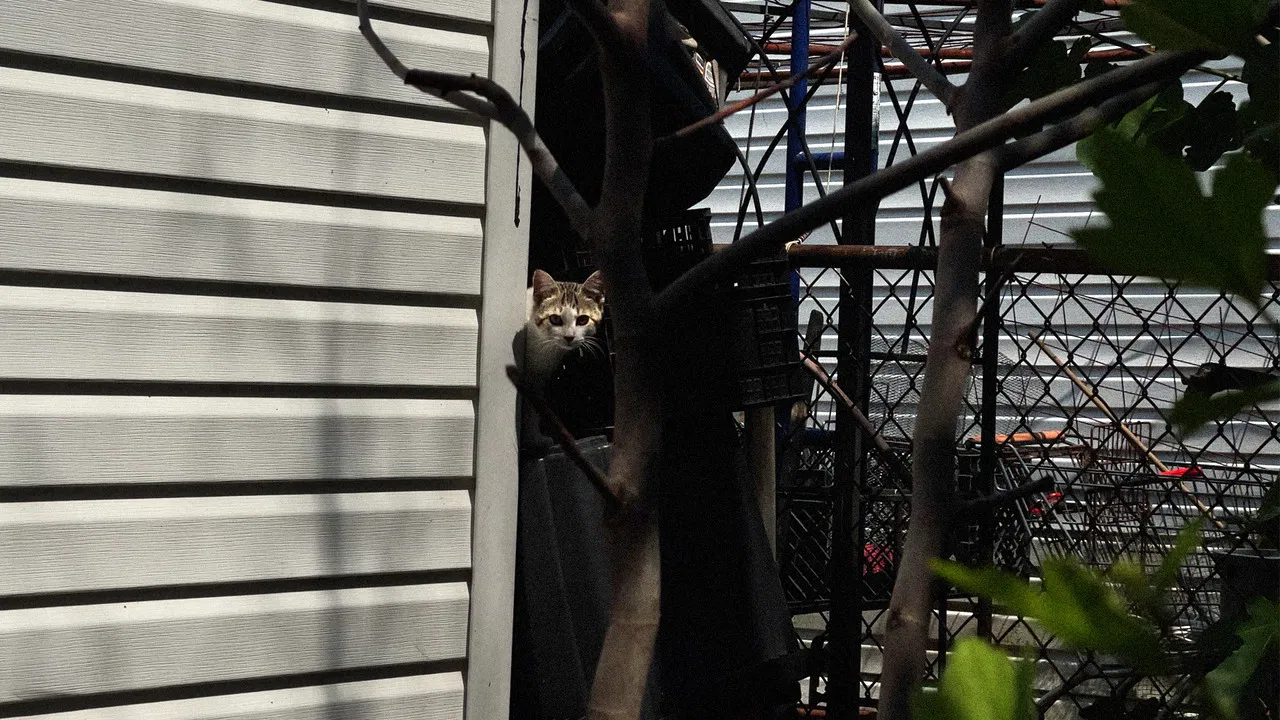 New York Cat Crisis backdrop