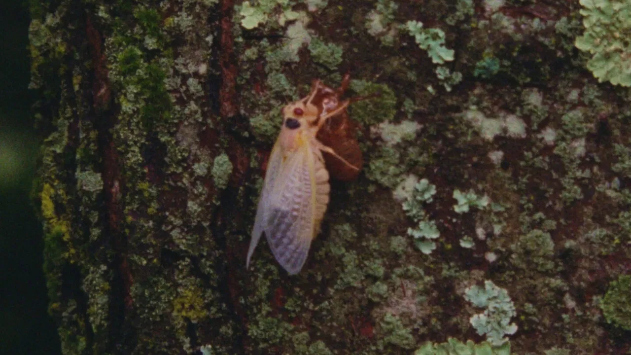 Eastern Anthems backdrop