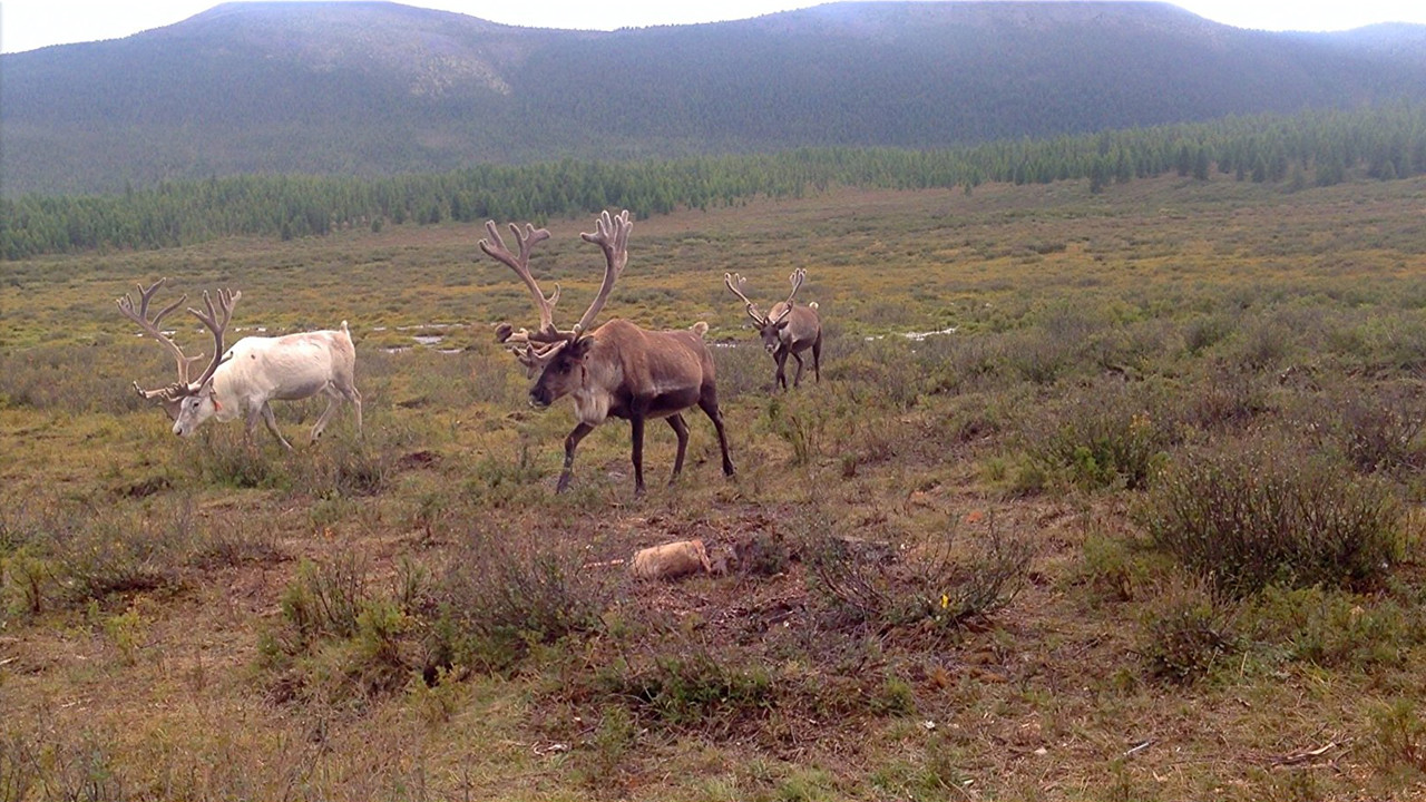 Dukha in Summer backdrop