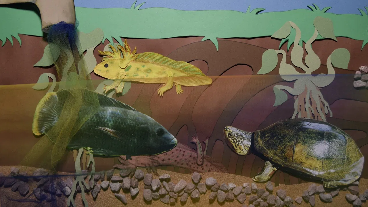 Axolotl. Más valioso que un billete backdrop