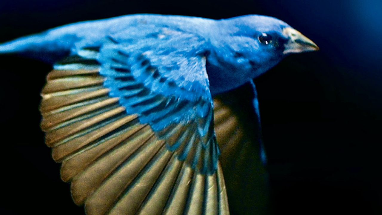 The Messenger backdrop