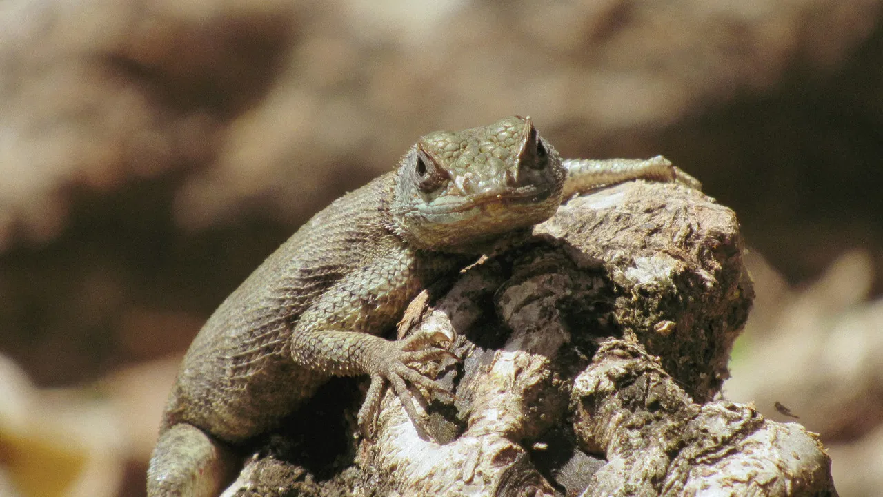 Cidadão Calango backdrop