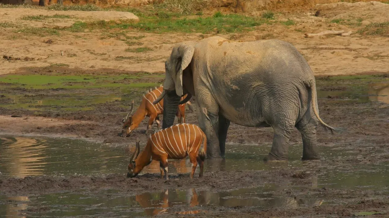 L' éléphant de forêt après l'éden backdrop
