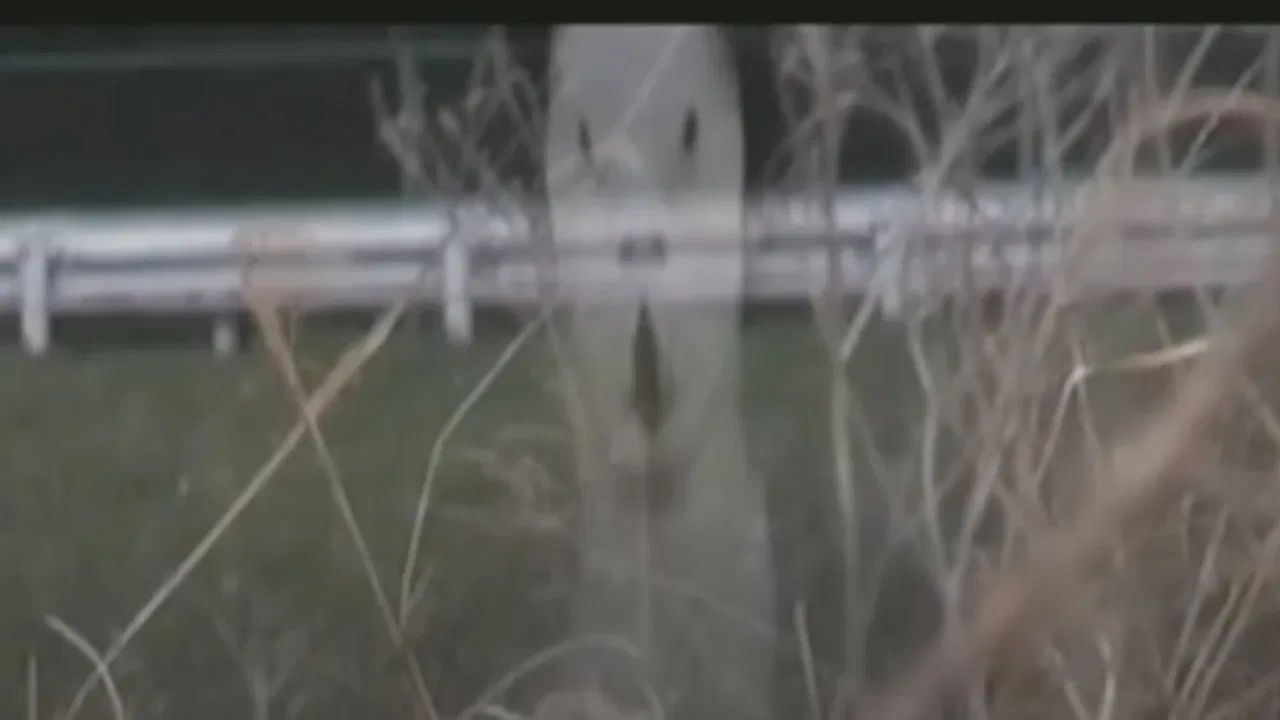 Cursed Psychic Video XXX 7 backdrop