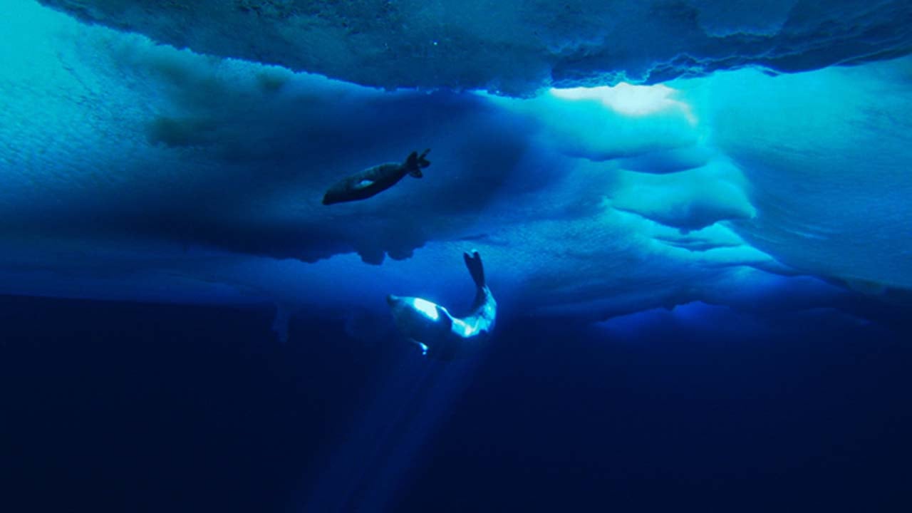 The Last Ocean backdrop