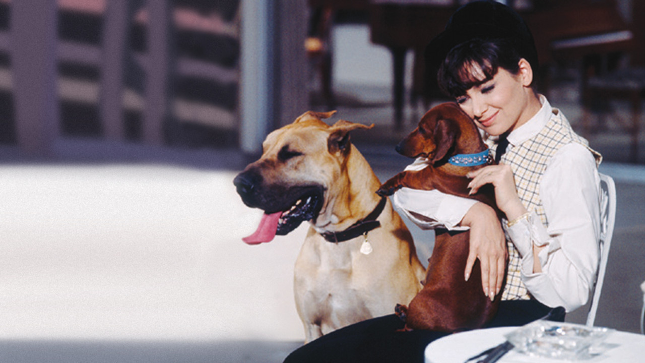 The Ugly Dachshund backdrop