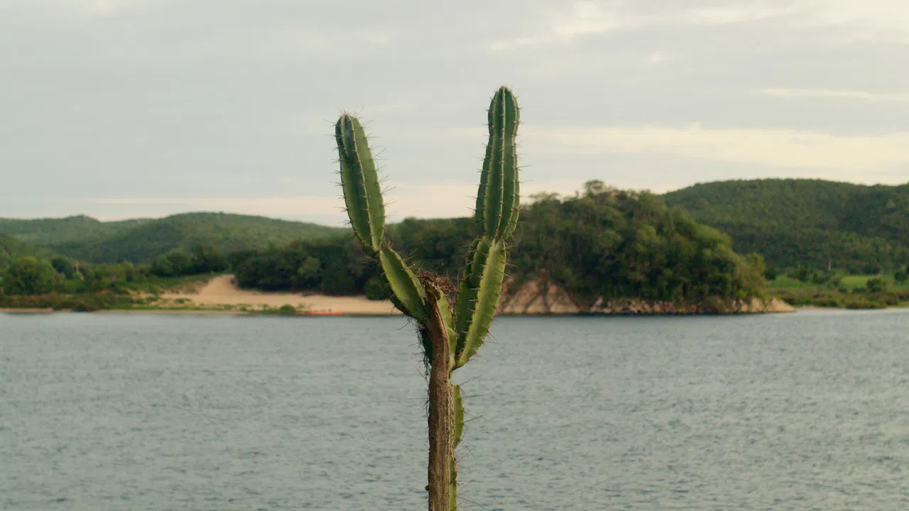Collections backdrop