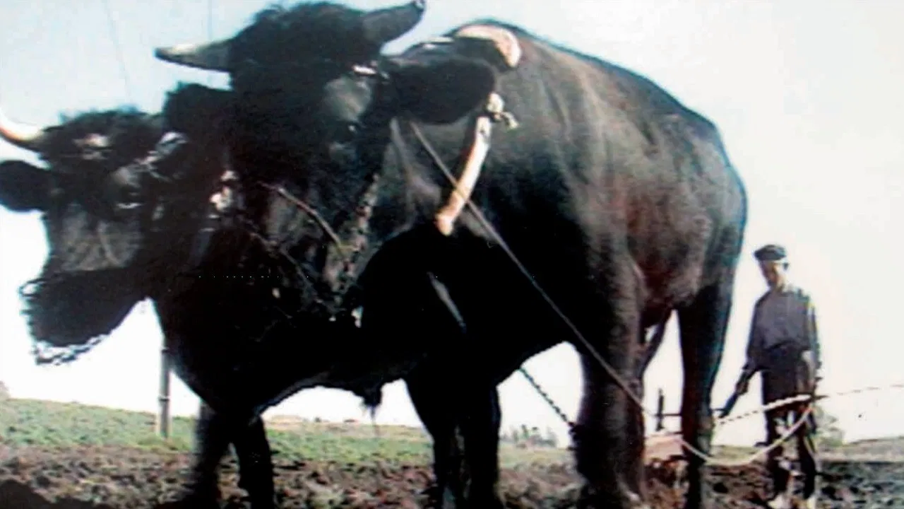 The Forgotten Land backdrop